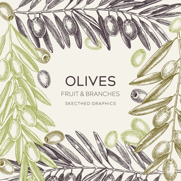 Olive branch frame design in color. Vector background with leaves, berries, and fruit sketches in vintage style. Vegetable oil ingredients card. Olive tree vector illustration